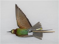 藏品(栗喉蜂虎)的圖片